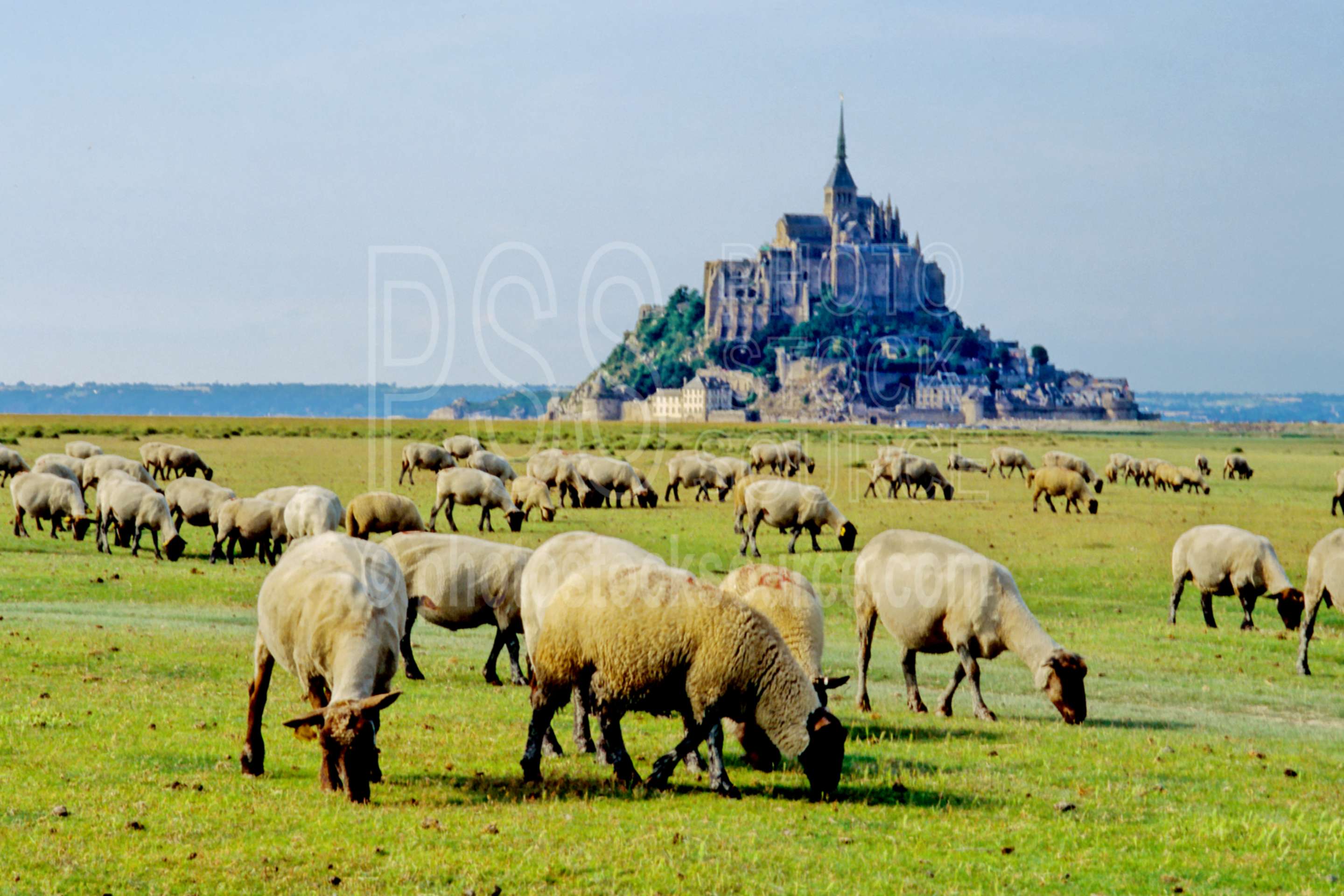Mont Saint Michel,castle,europe,island,salt flat,sheep,walled city,cities,castles
