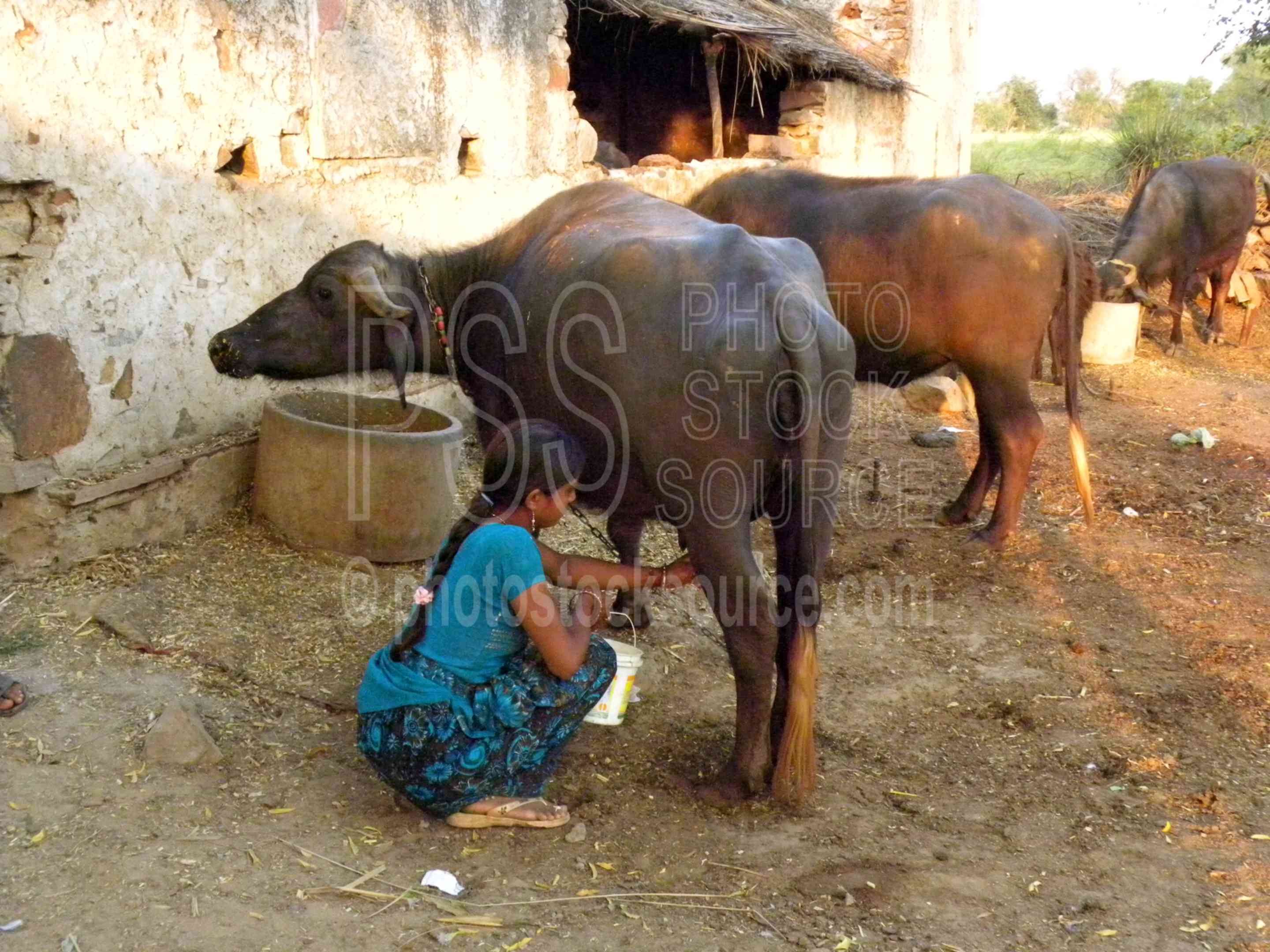 Photo of Milking Water Buffalo by Photo Stock Source people, Abhaneri