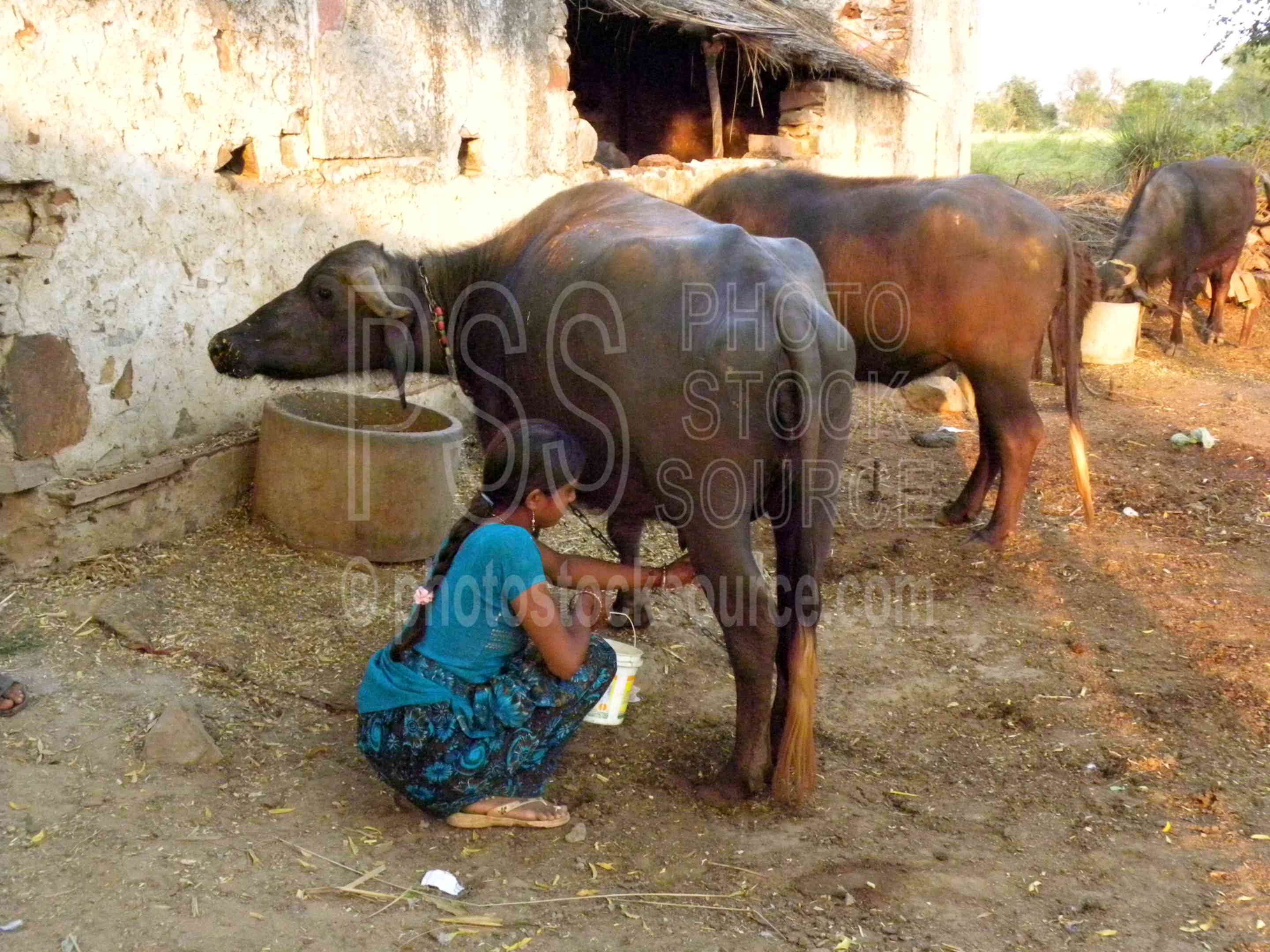 Milking Water Buffalo,woman,young,working,milk,milking,pail,farming,water buffalo