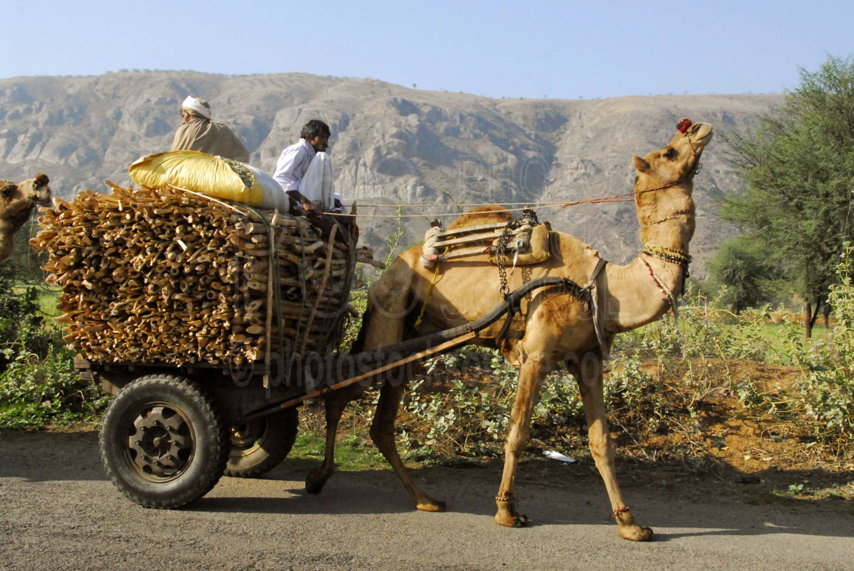 Camel Cart,men,wagon,camel,wood,firewood,working