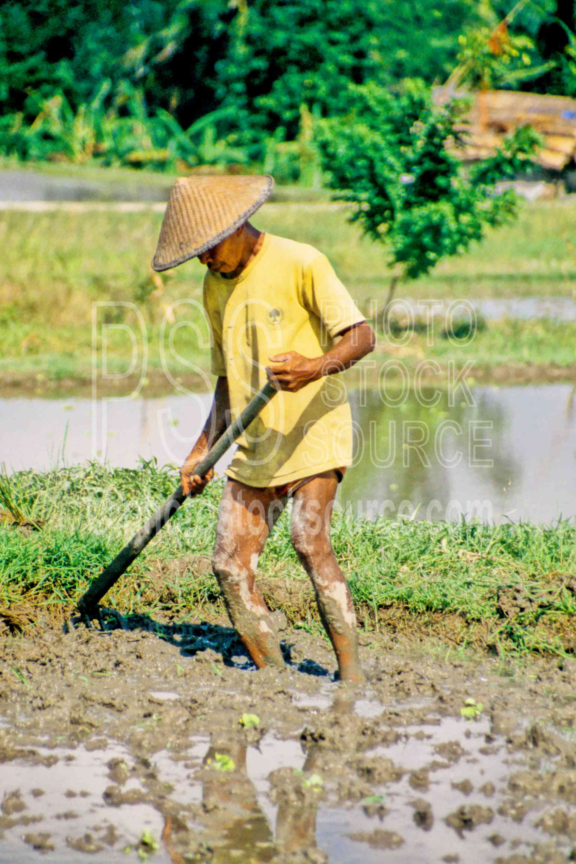 Man in Rice Field,mans,work,working,rice field,agriculture