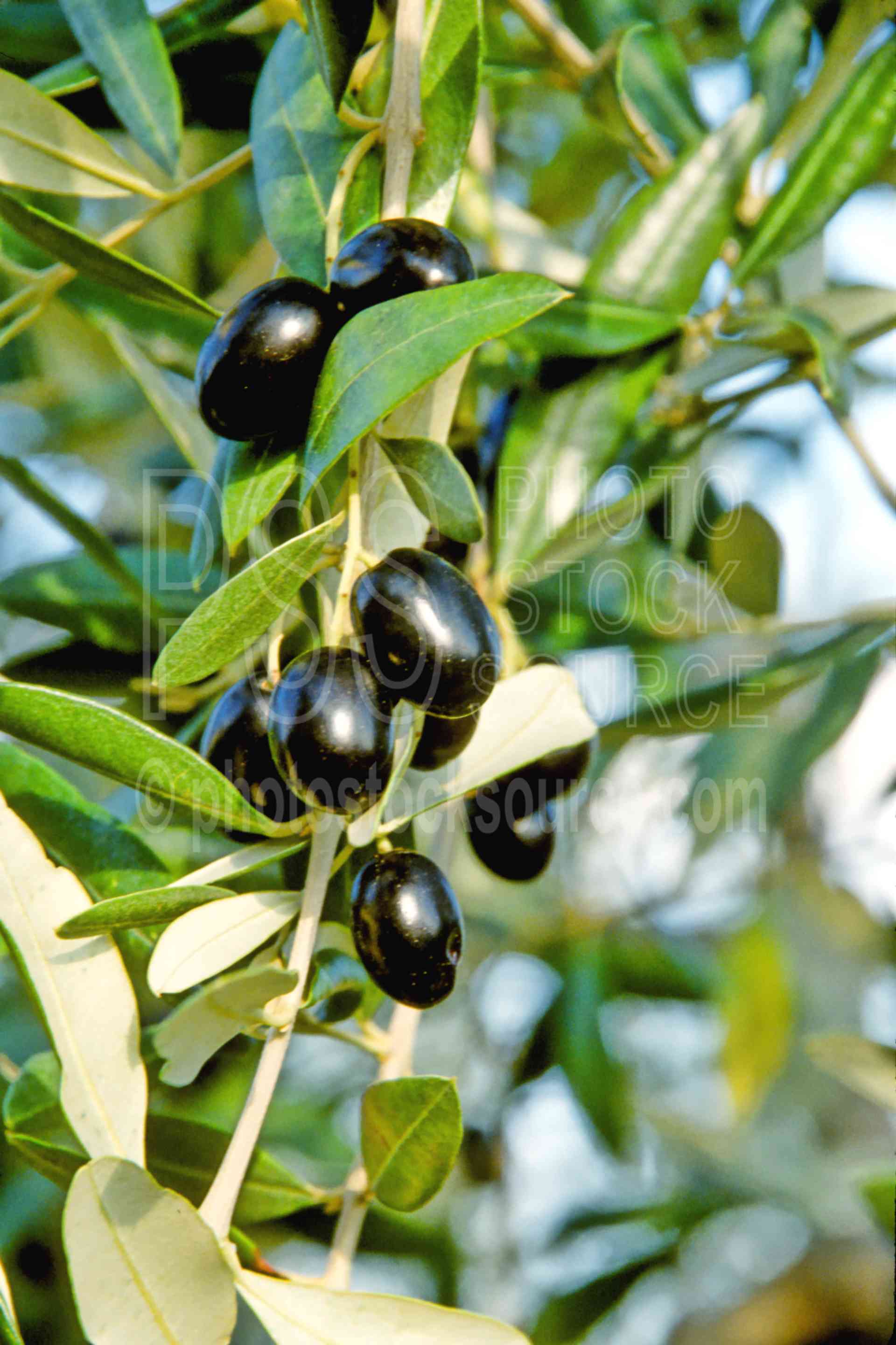 Olives,agriculture,europe,olive,sienna,plants