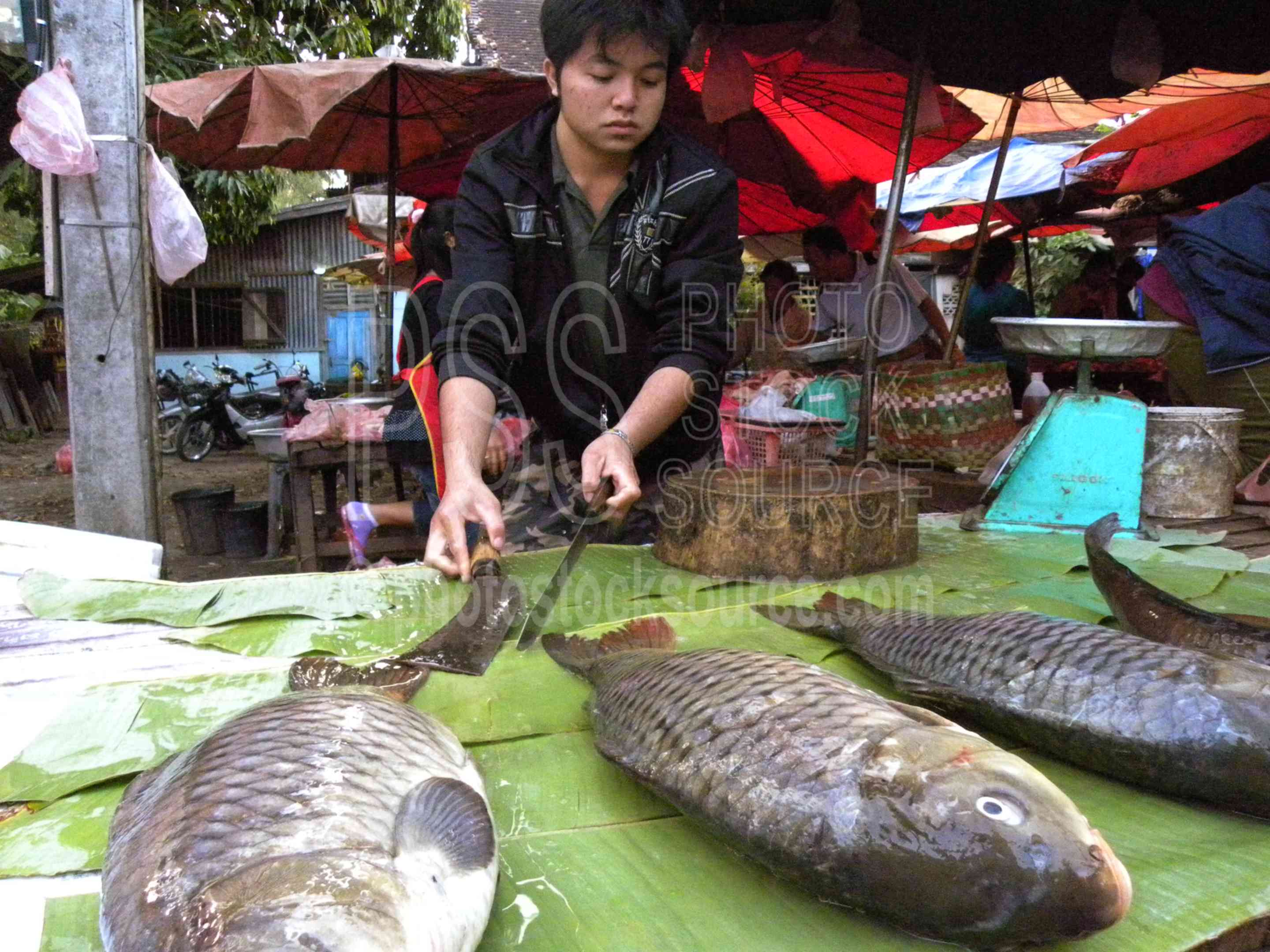 Photo of Woman Selling Fish by Photo Stock Source market, Luang Prabang