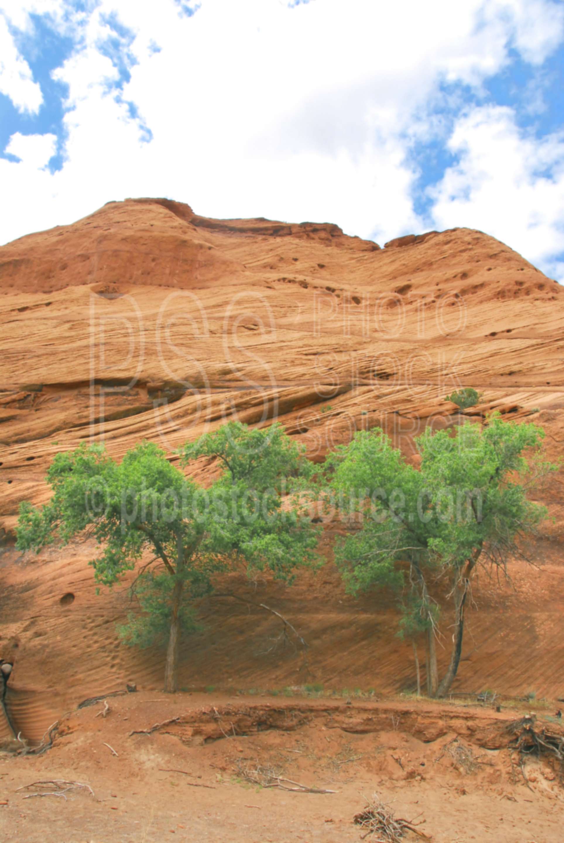 Eroded Sandstone and Trees,canyon,navajo,erosion,sandstone,tree,native american