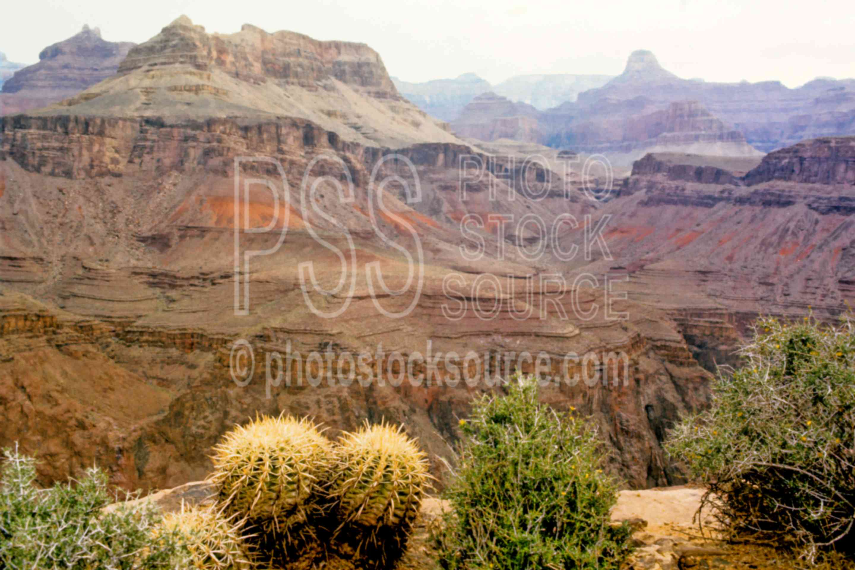Cactus,plant,plateau point,desert,usas,national park,nature,national parks,plants