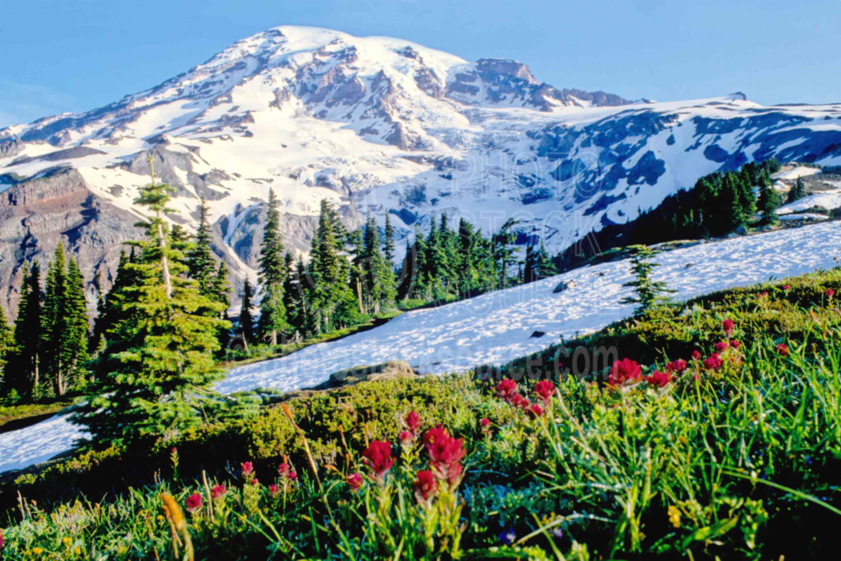 Mt. Rainier National Park Gallery
