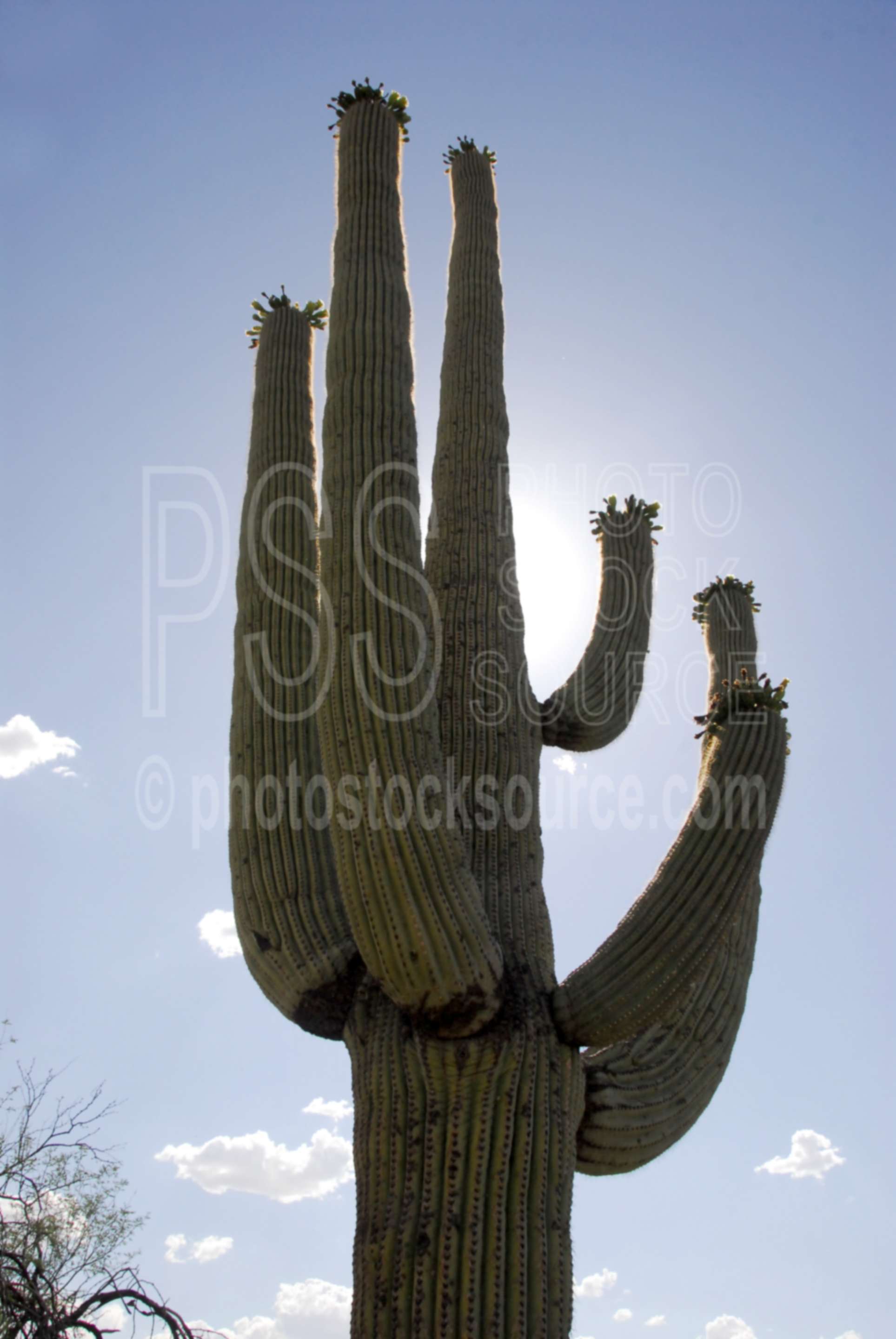 Saguaro Cactus,cactus,national park,cacti,clouds,silhouette,nature,national parks