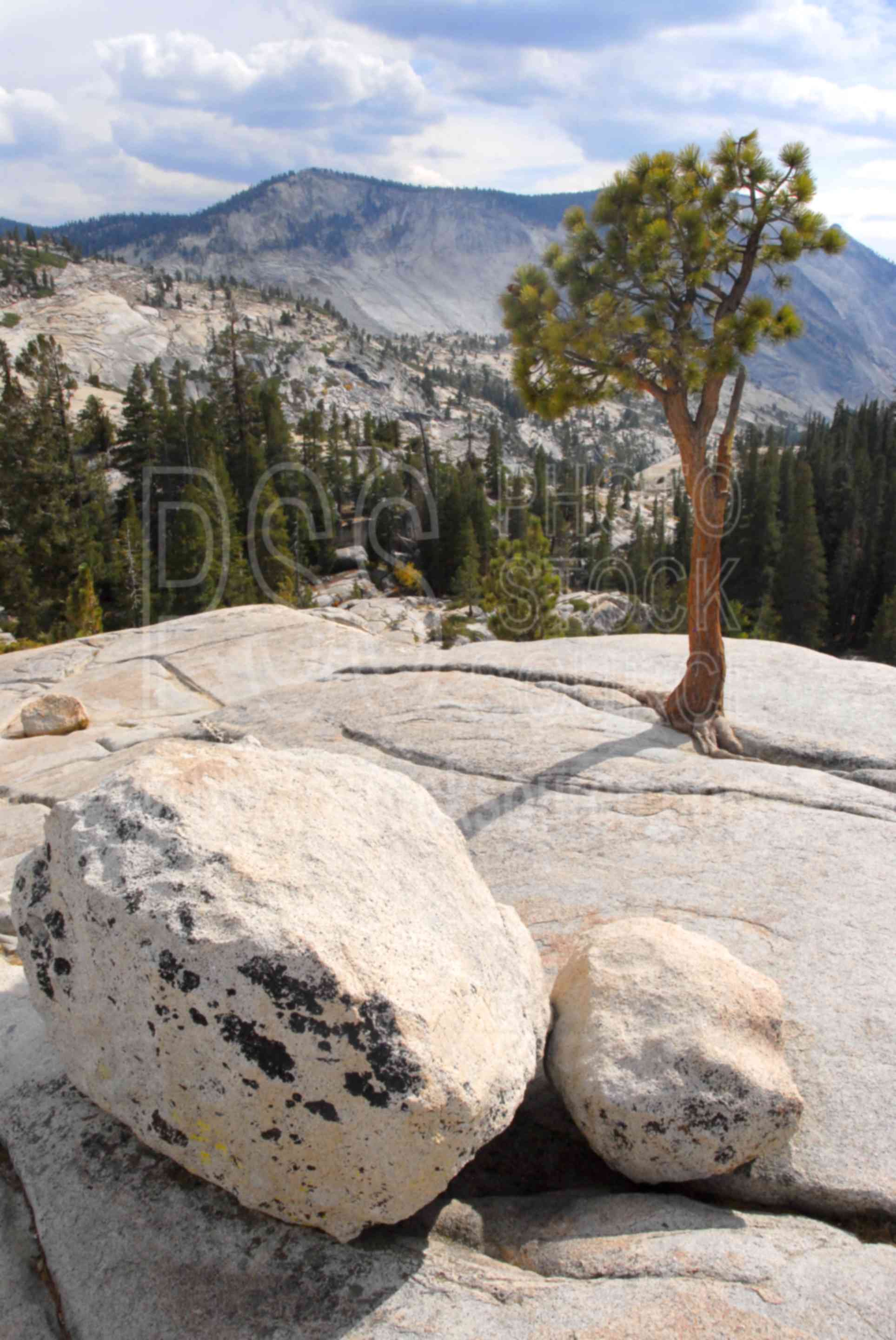 Tree and Boulder,granite,stone,tree,boulder,erratic,glacial erratic,trees,national park,national parks
