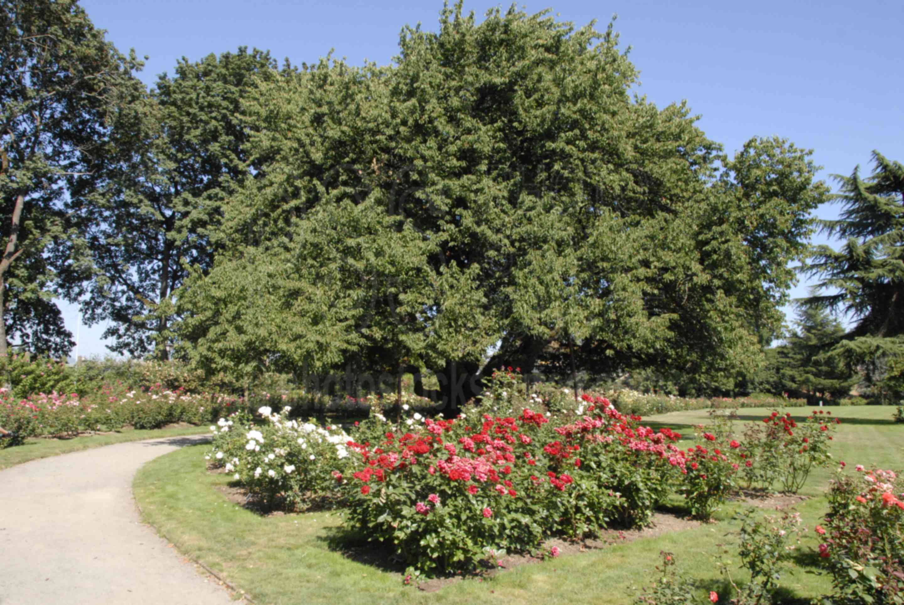 Eugene Parks Gallery