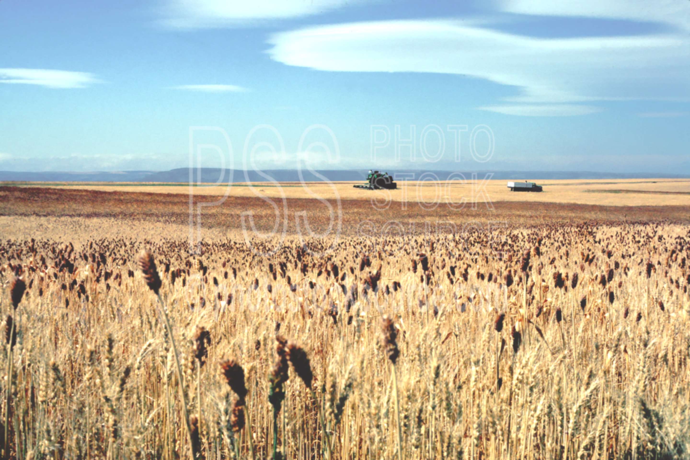Photo of Wheatfield by Photo Stock Source farm, Oregon, USA, combine