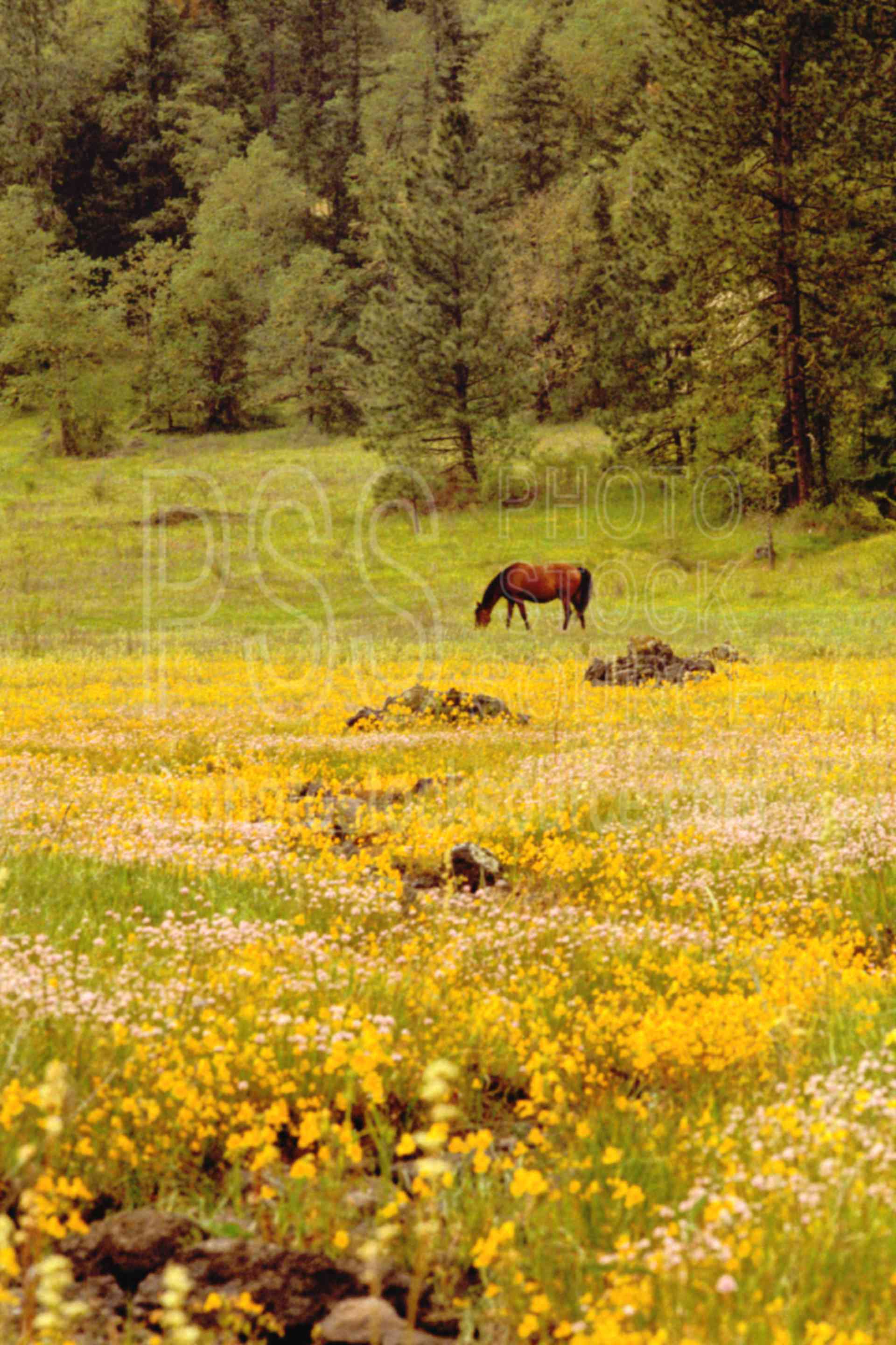 Photo of Horse and Wildflowers by Photo Stock Source farm, Fall Creek