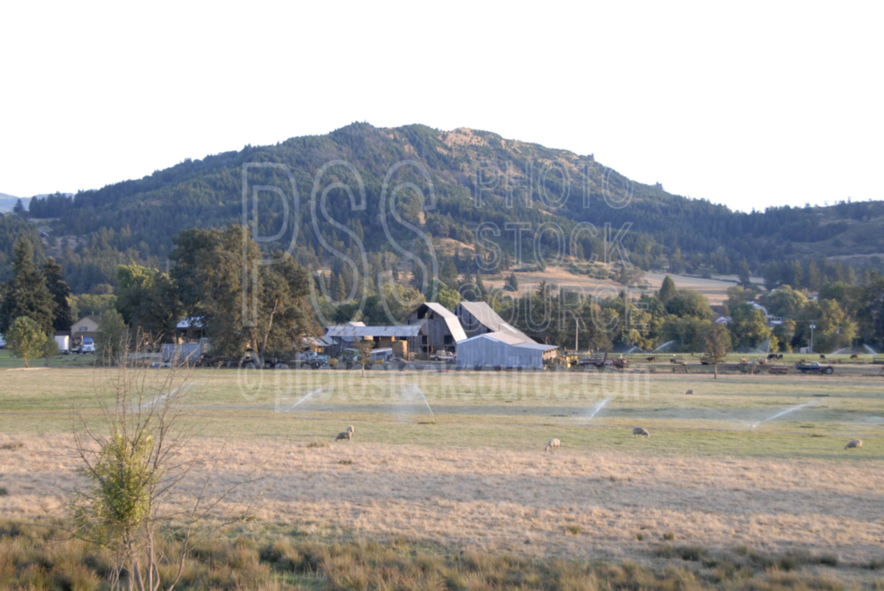 Umpqua Valley Barn,sheep,umpqua,hills,rolling hills,barn,barns,farms