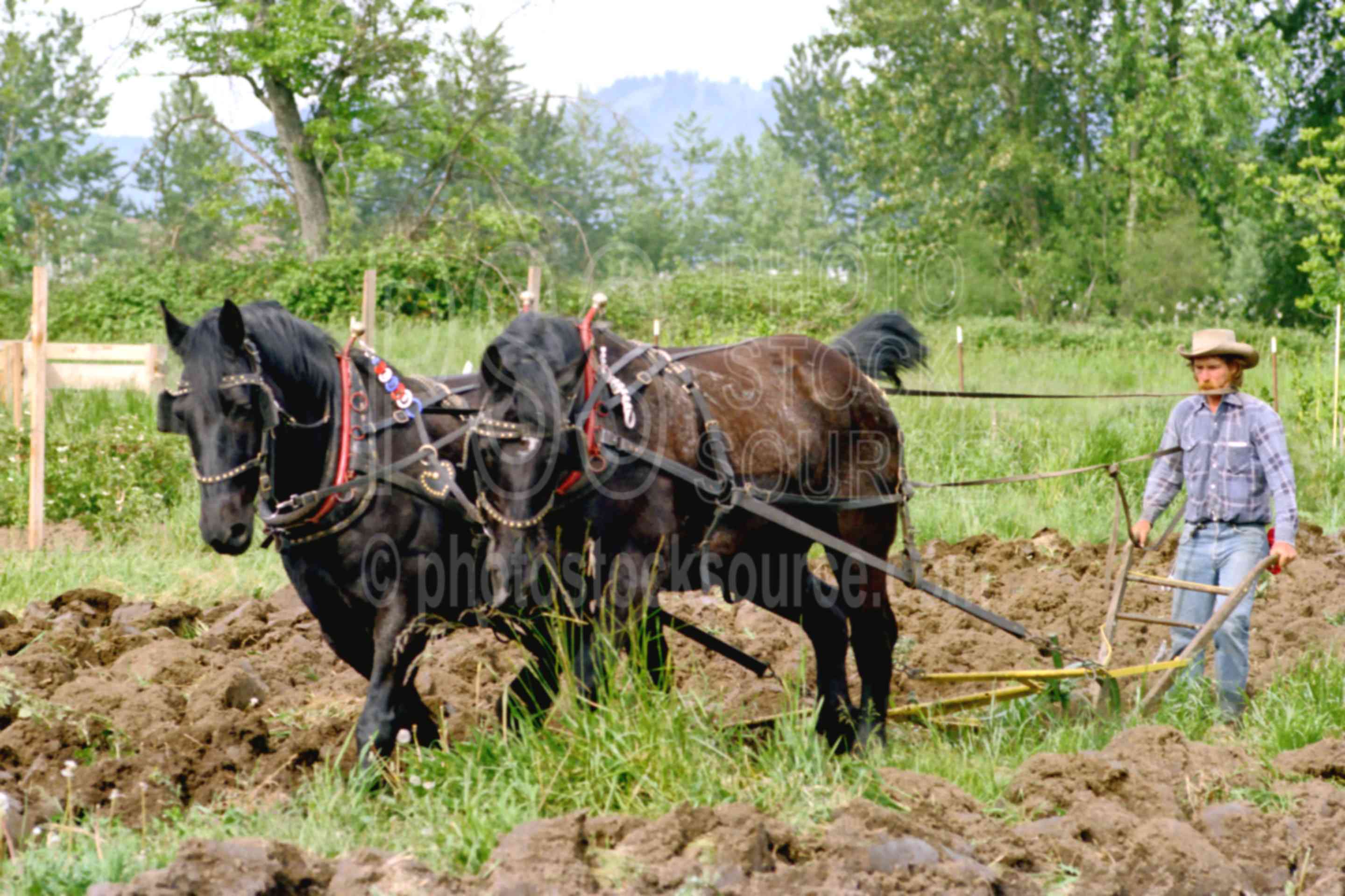 Photo of Horse Plow by Photo Stock Source farm, Oregon, USA, horse