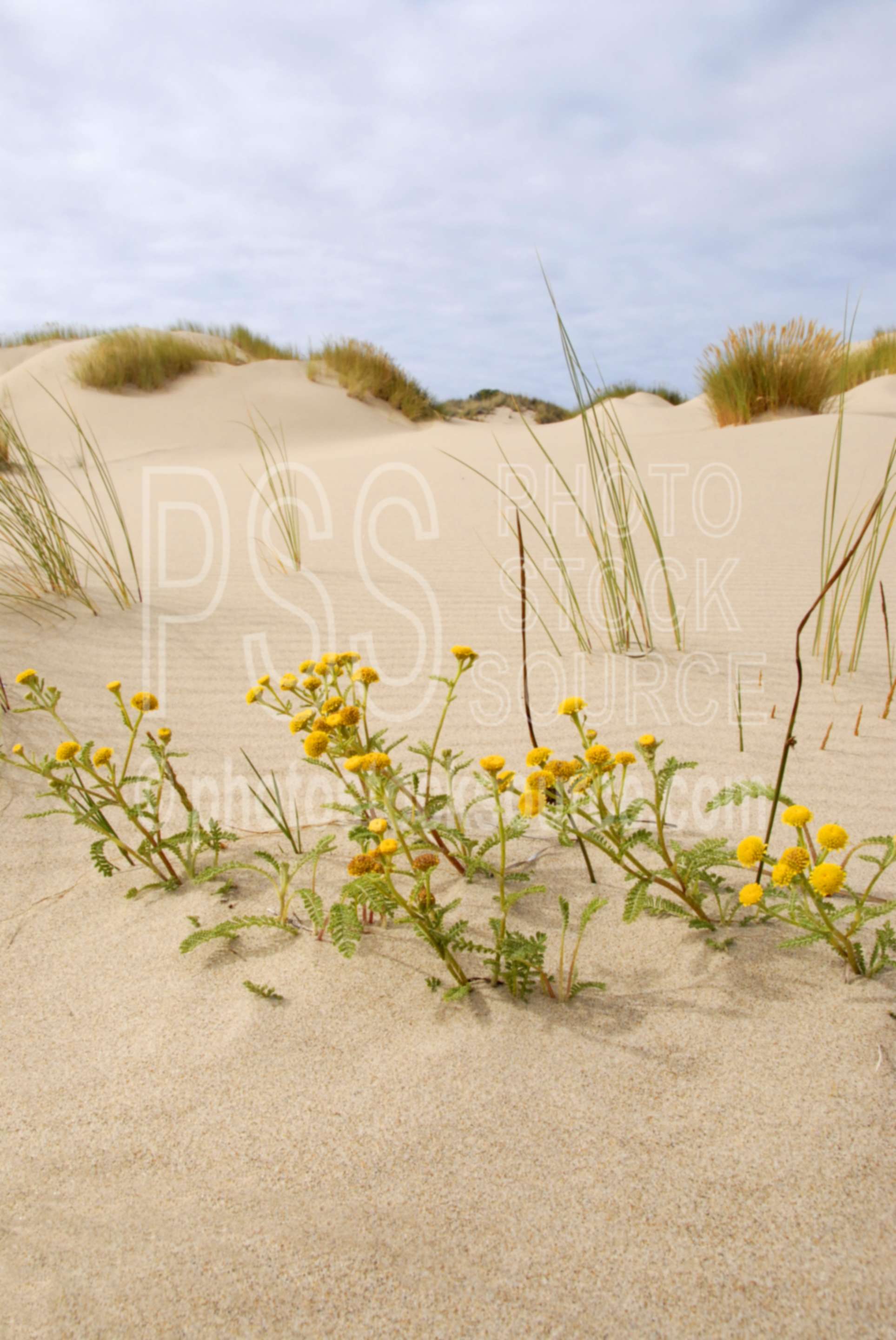 Photo of Dune Plants by Photo Stock Source sand dunes Photo of Dune Plants by Photo Stock Source sand dunes