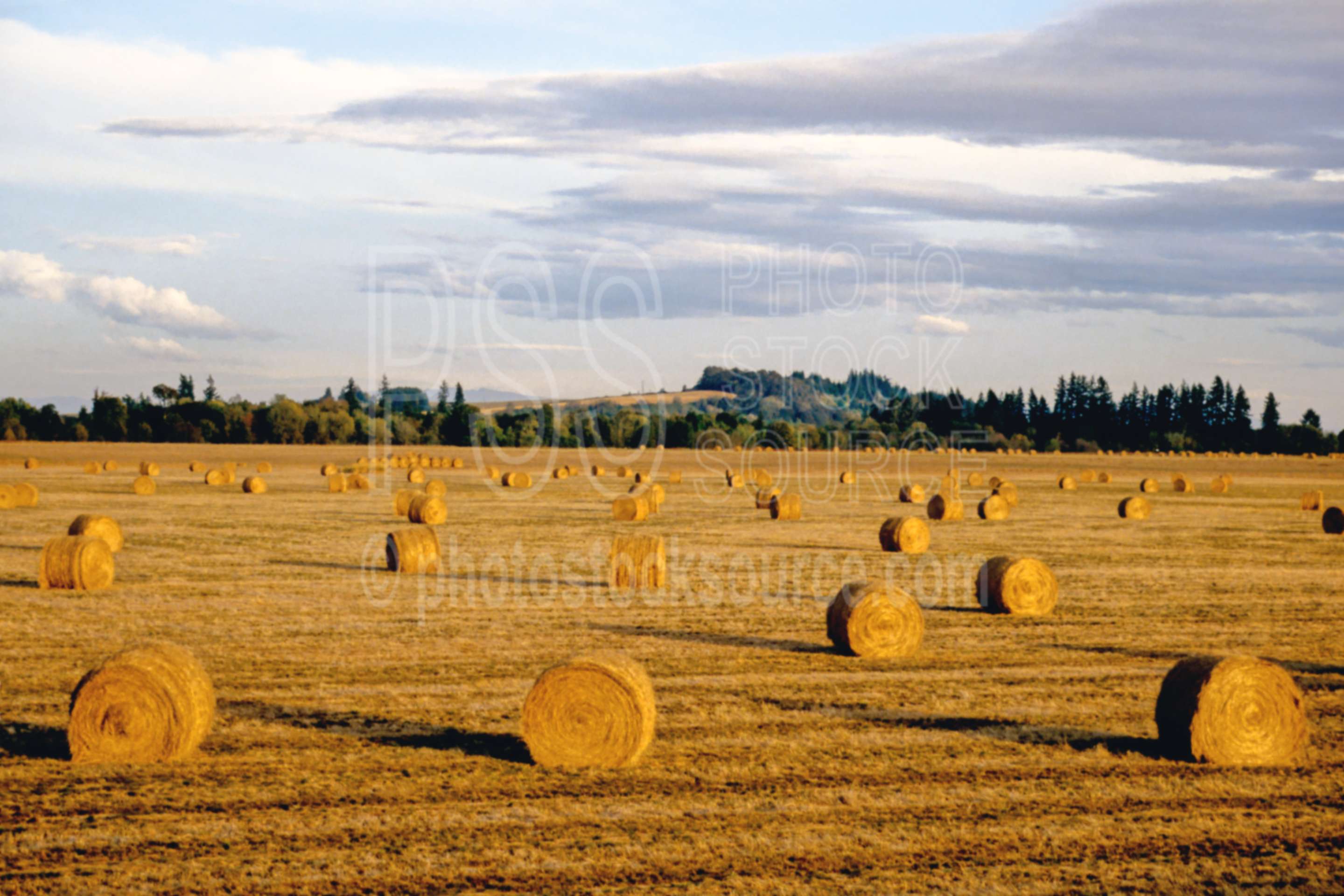 Hay Bales,bale,hays,hay field,sunset,usas