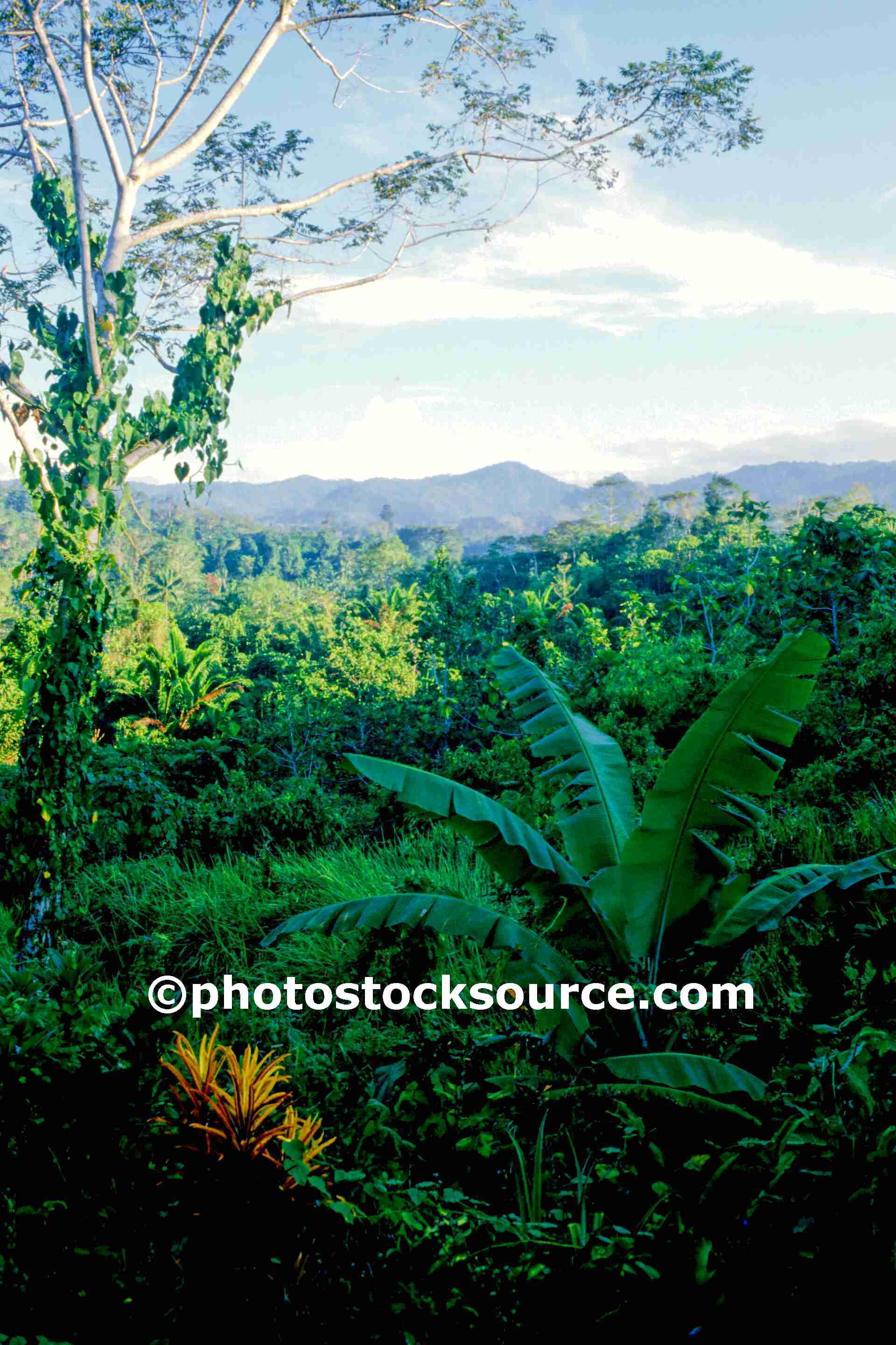 Photo of Jungle View by Photo Stock Source - tree, Maprik, Papua New