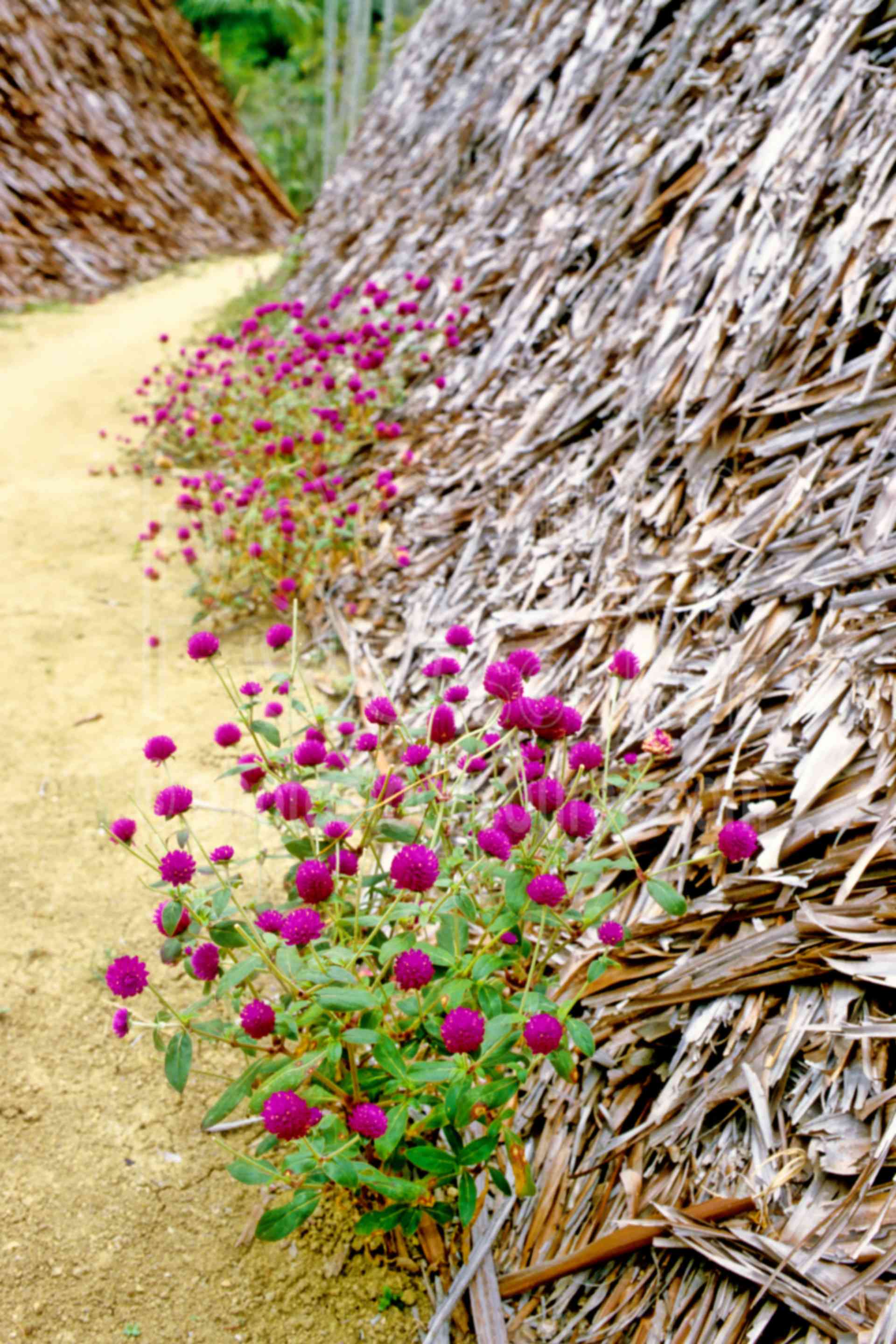 Photo of Village Flowers by Photo Stock Source flower, Yomikum Village