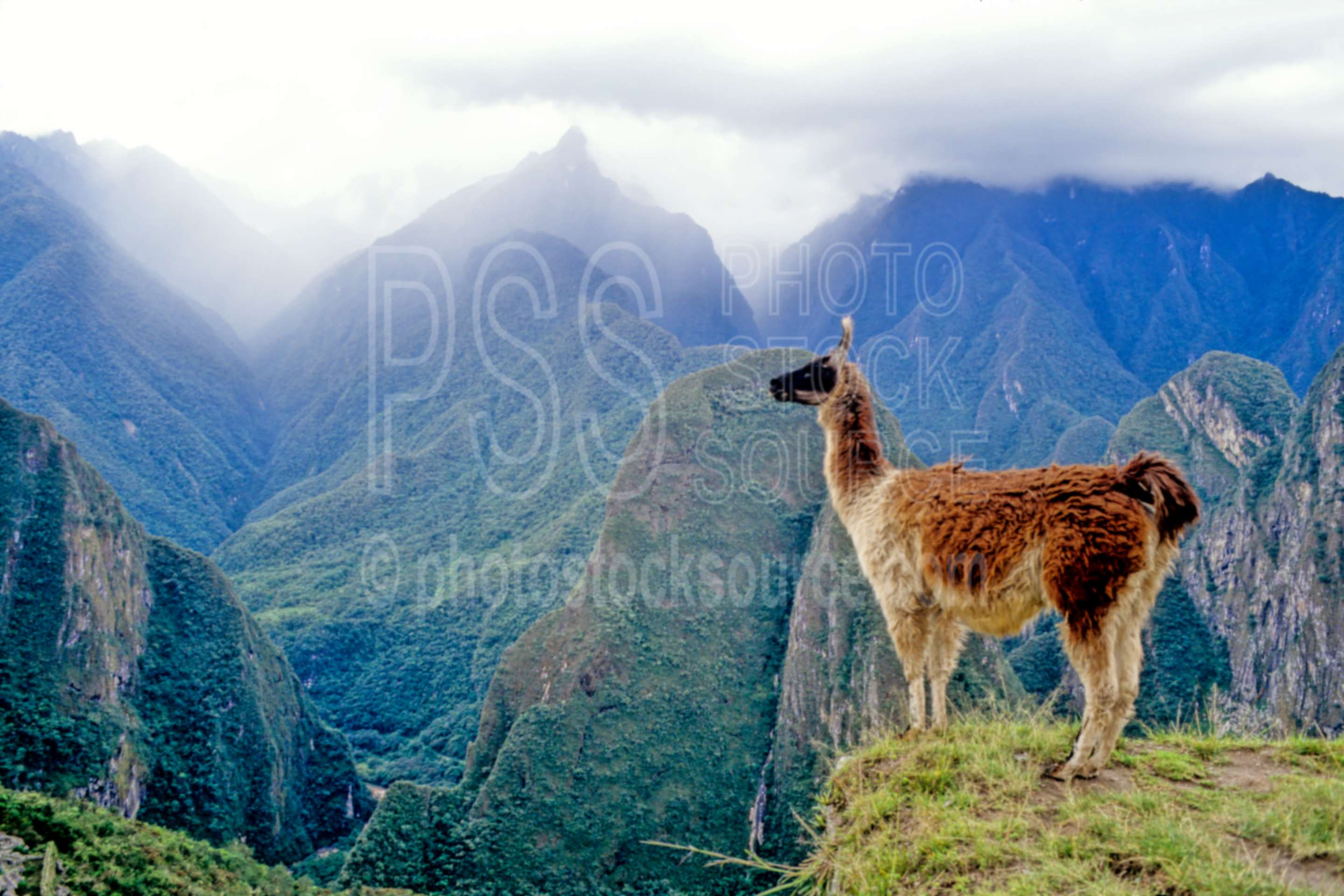 Llama overlooking canyon,canyon,llama,mountain,animals