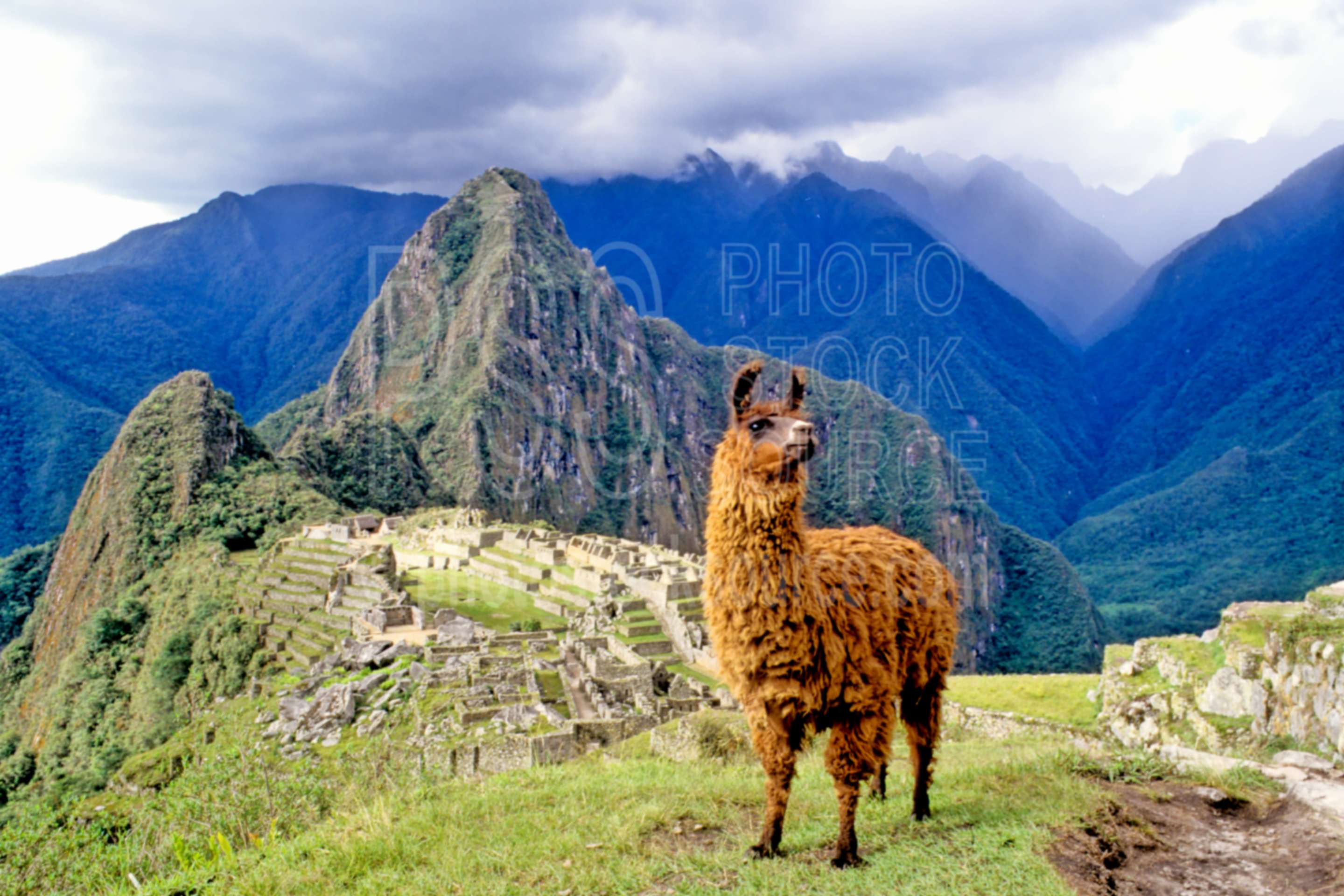 Llama and Ruins,inca city,llama,cities