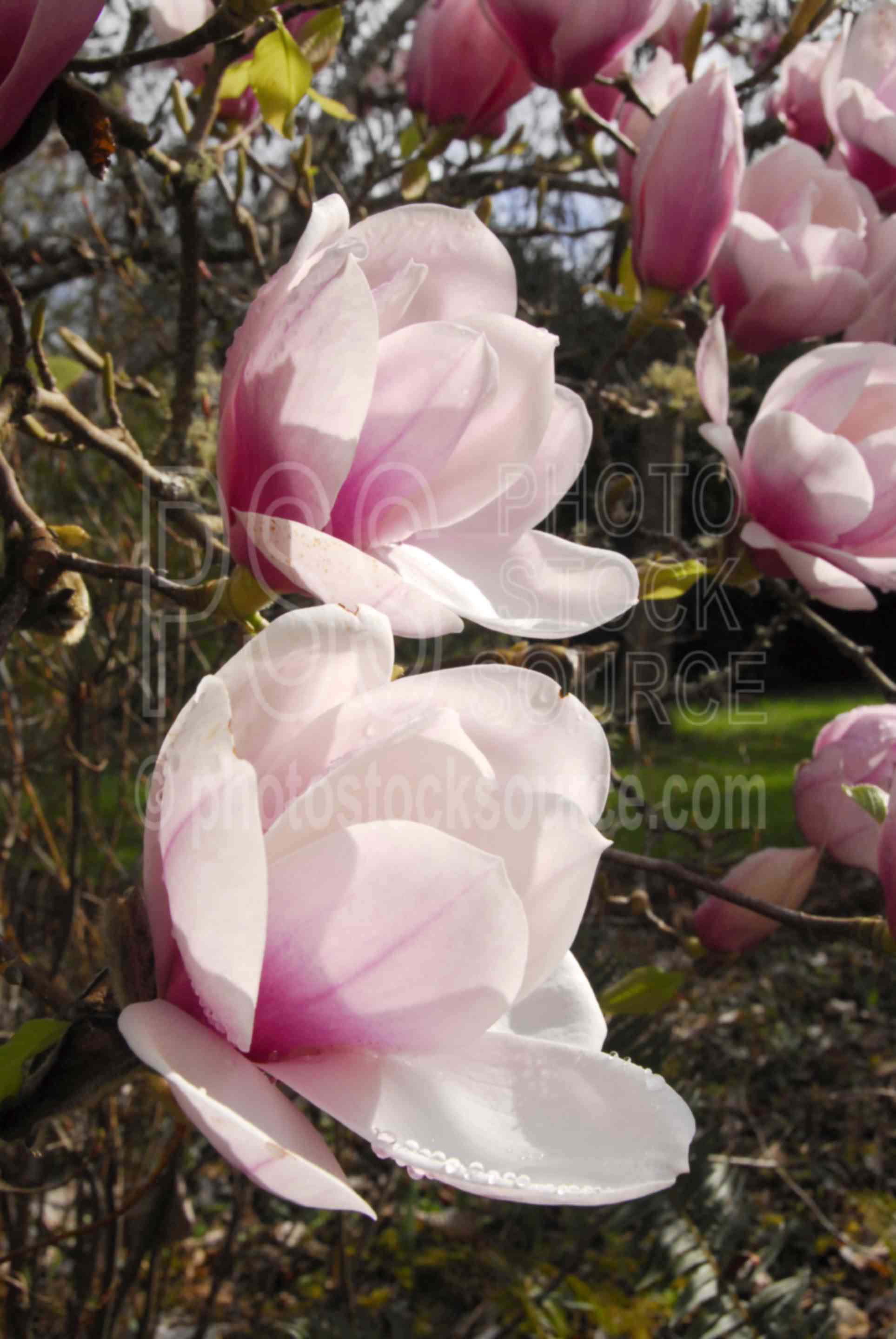 Grandiflora Magnolia Flowers,flower,tree,pink,fragrant,smell,bloom,magnolia,grandiflora,plants