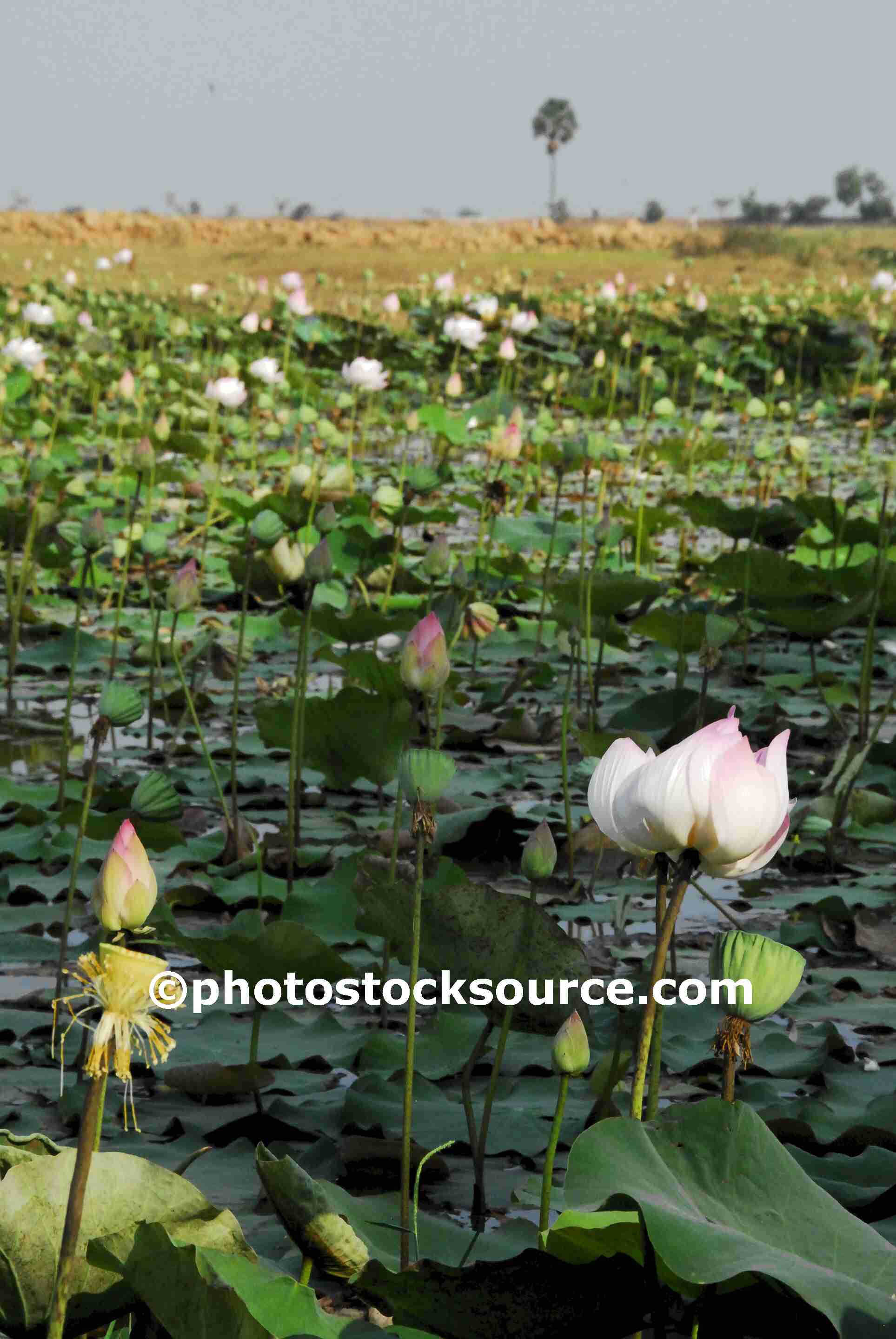 Tropical Flowers Gallery