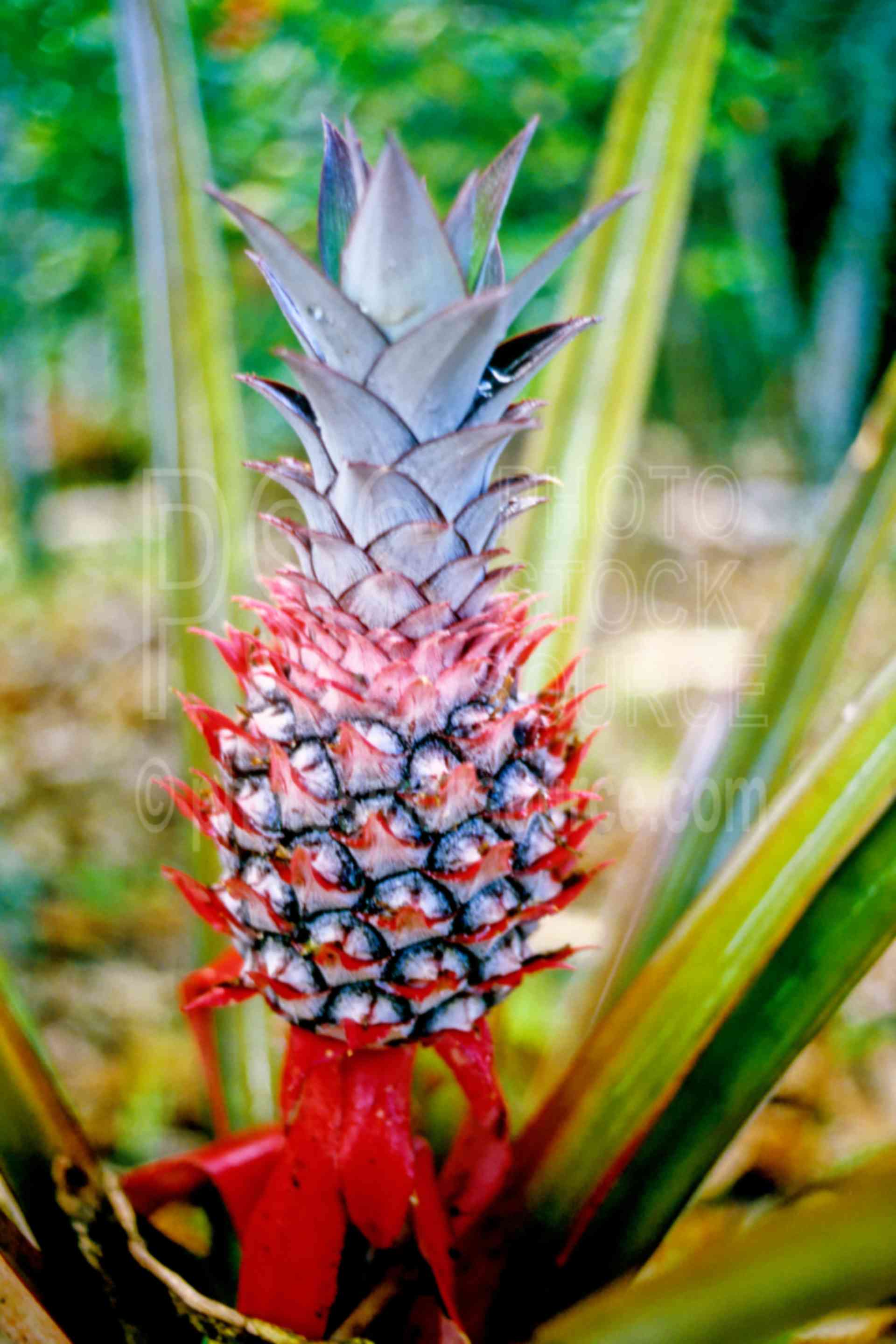 Young Pineapple,pineapple,agriculture,plants