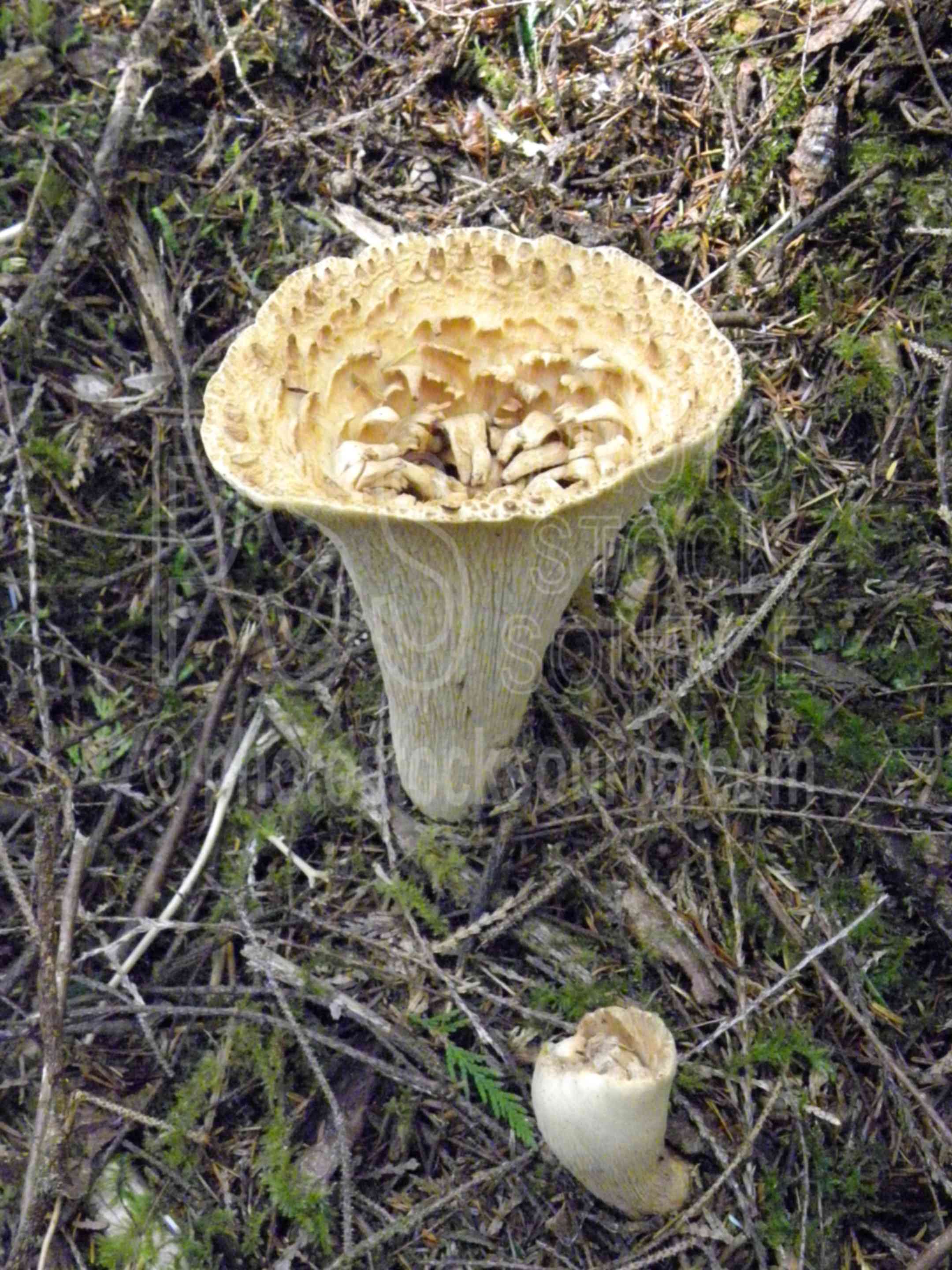 Photo of Cone Shaped Mushroom by Photo Stock Source mushroom, Florence, Oregon, USA, mushroom