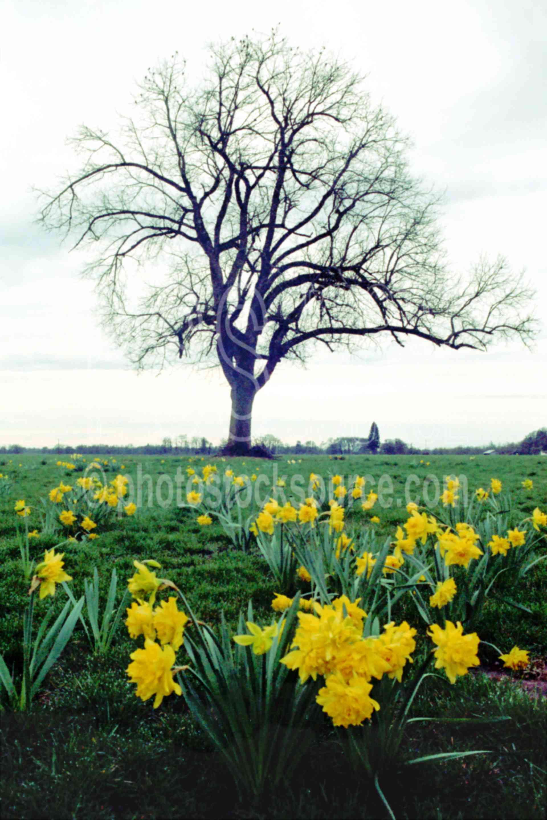 Photo of Tree and Daffodils by Photo Stock Source flower, Peoria