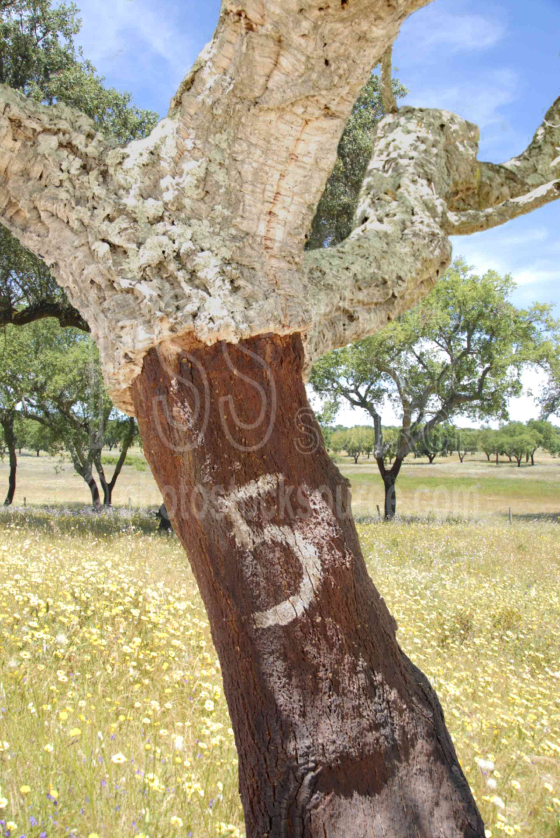Cork Tree Bark,cork,cork forest,bark,forests