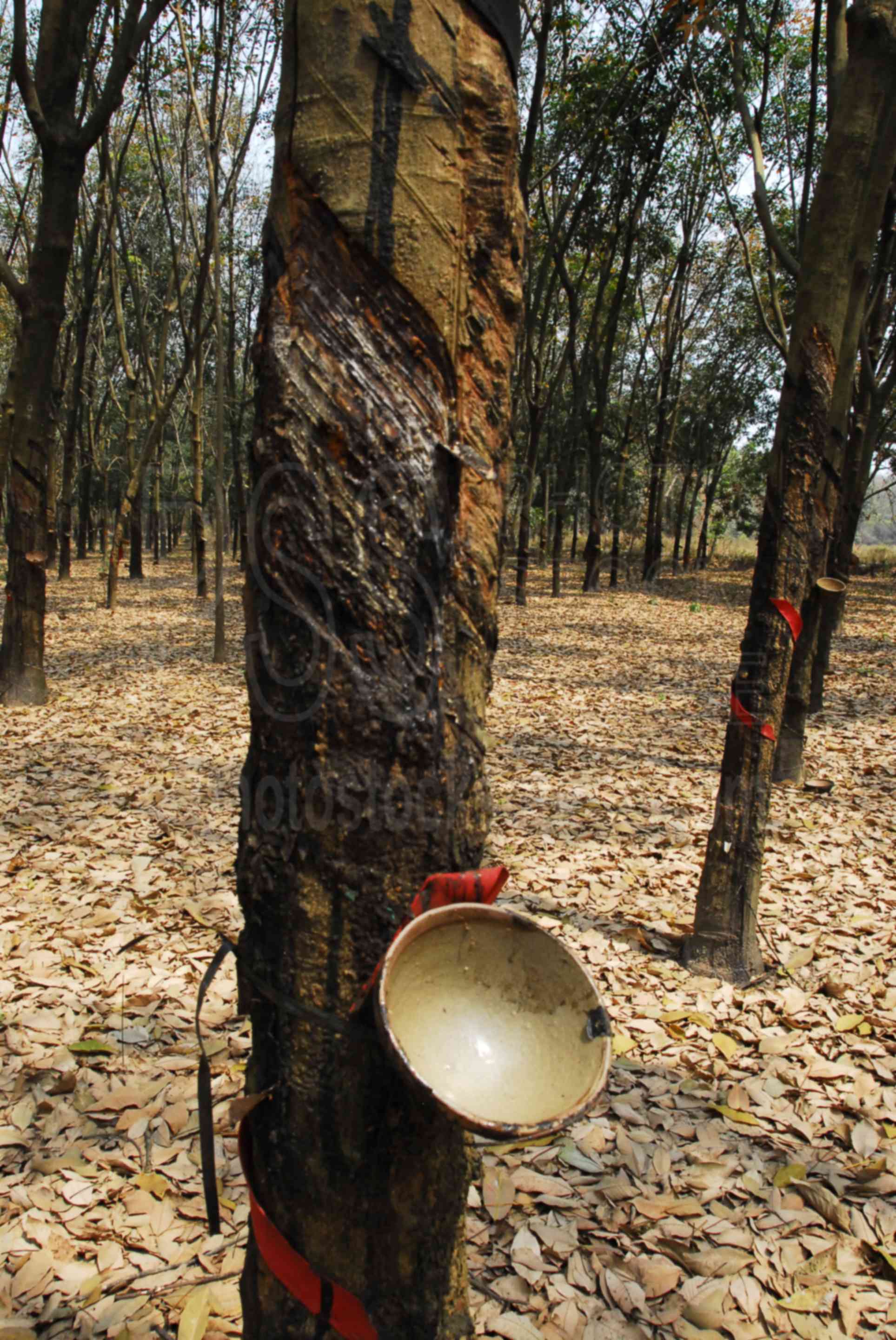 Rubber Collection Bowl,rubber,sap,harvest,orchard,trees,rows,cultivate