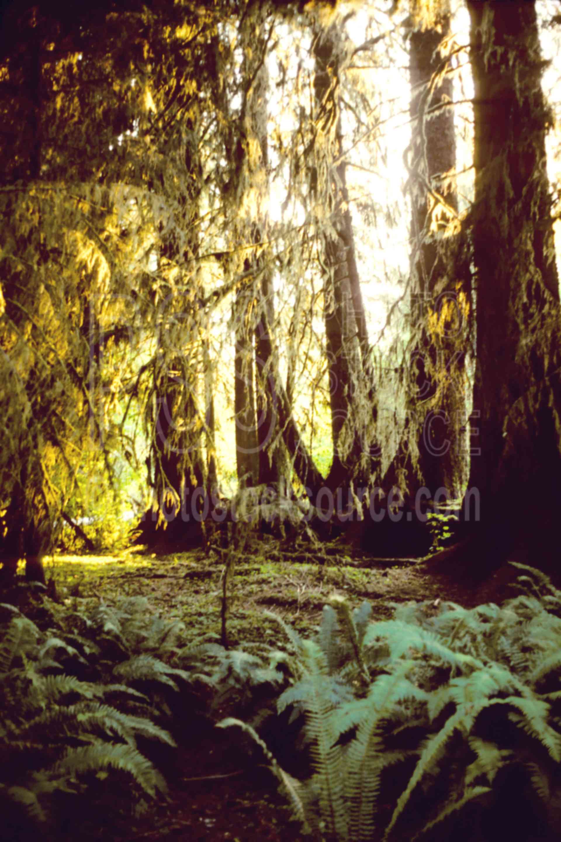 Rain Forest,hoh river,usas,forests,lakes rivers,nature